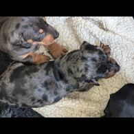 Dachshund (Standard &amp; Miniature) - Both