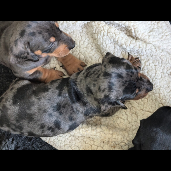 Dachshund (Standard &amp; Miniature) - Both
