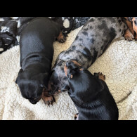 Dachshund (Standard &amp; Miniature) - Both