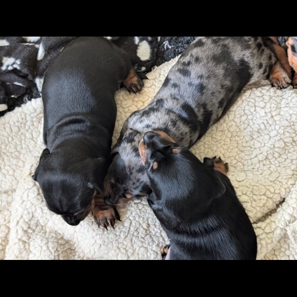 Dachshund (Standard &amp; Miniature) - Both