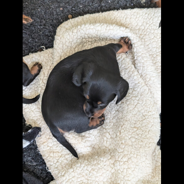 Dachshund (Standard &amp; Miniature) - Both