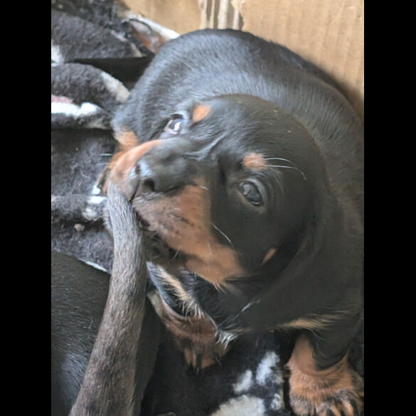Dachshund (Standard &amp; Miniature) - Both