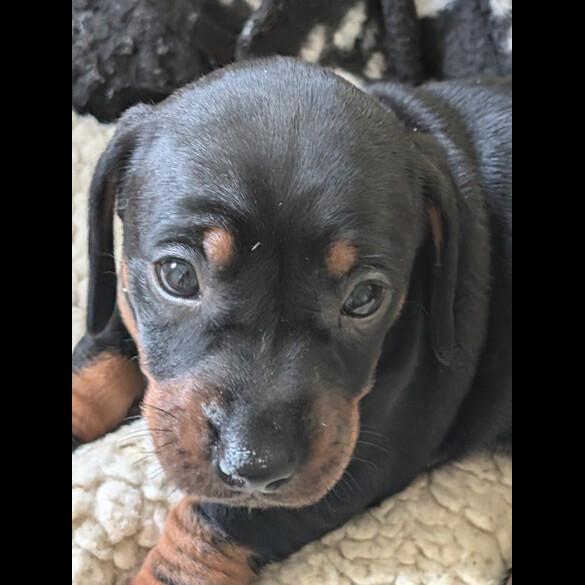 Dachshund (Standard &amp; Miniature) - Both