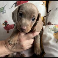 Dachshund (Standard &amp; Miniature) - Both
