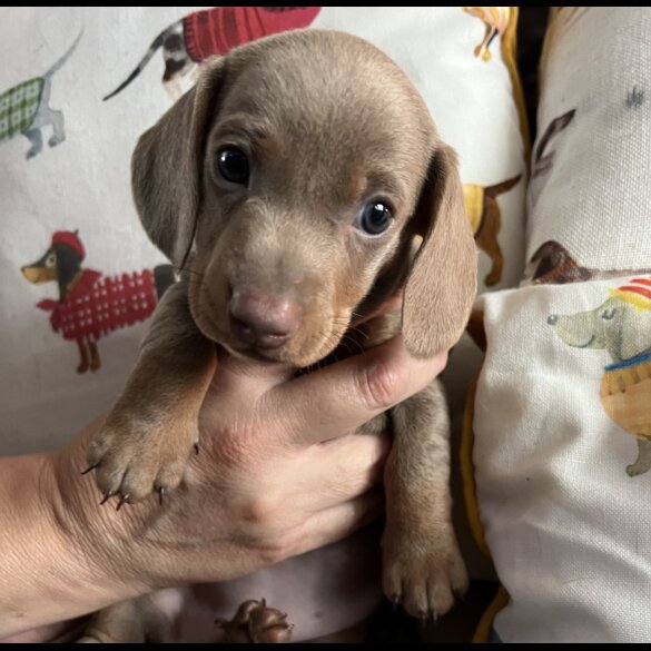 Dachshund (Standard &amp; Miniature) - Both
