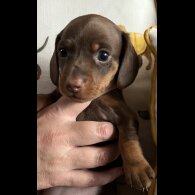 Dachshund (Standard &amp; Miniature) - Both