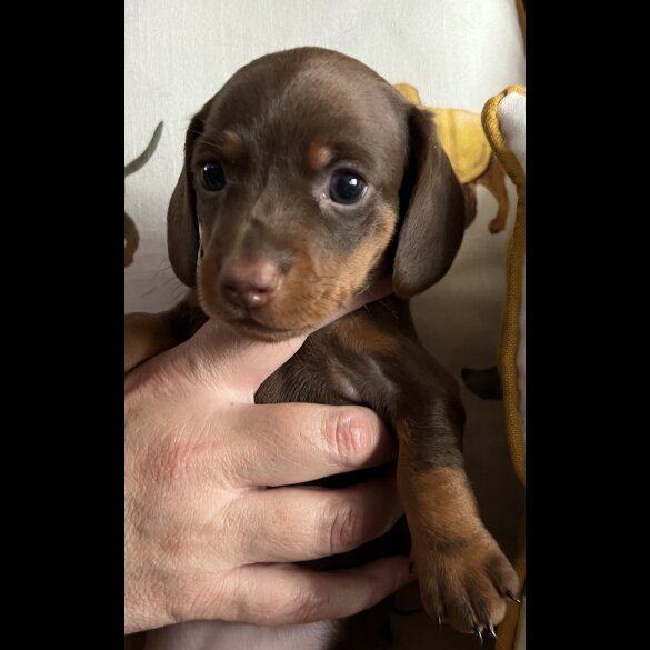 Dachshund (Standard &amp; Miniature) - Both