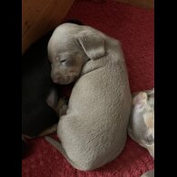 Dachshund (Standard &amp; Miniature) - Both