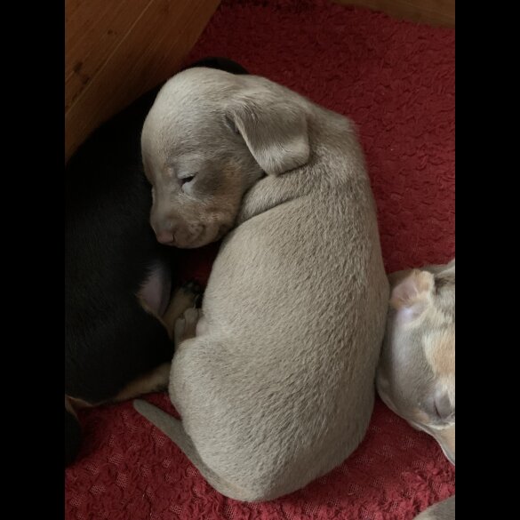 Dachshund (Standard &amp; Miniature) - Both