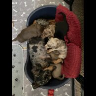 Dachshund (Standard &amp; Miniature) - Both