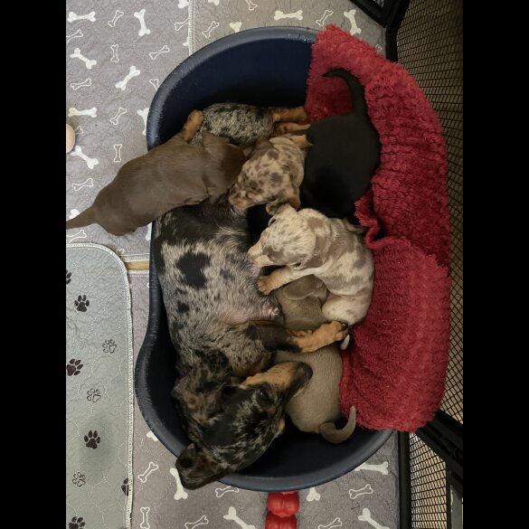 Dachshund (Standard &amp; Miniature) - Both
