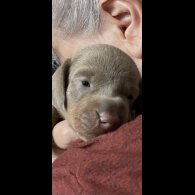 Dachshund (Standard &amp; Miniature) - Both