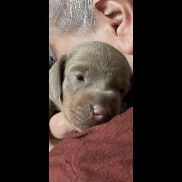Dachshund (Standard &amp; Miniature) - Both