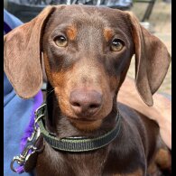 Dachshund (Standard &amp; Miniature) - Both