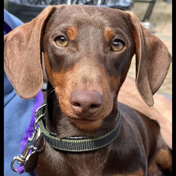 Dachshund (Standard &amp; Miniature) - Both
