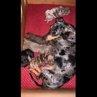 Dachshund (Standard &amp; Miniature) - Both