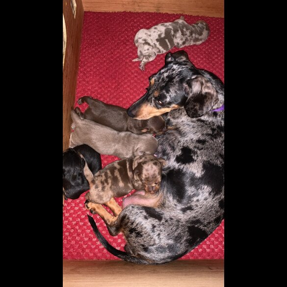 Dachshund (Standard &amp; Miniature) - Both