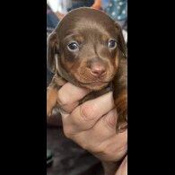 Dachshund (Standard &amp; Miniature) - Both