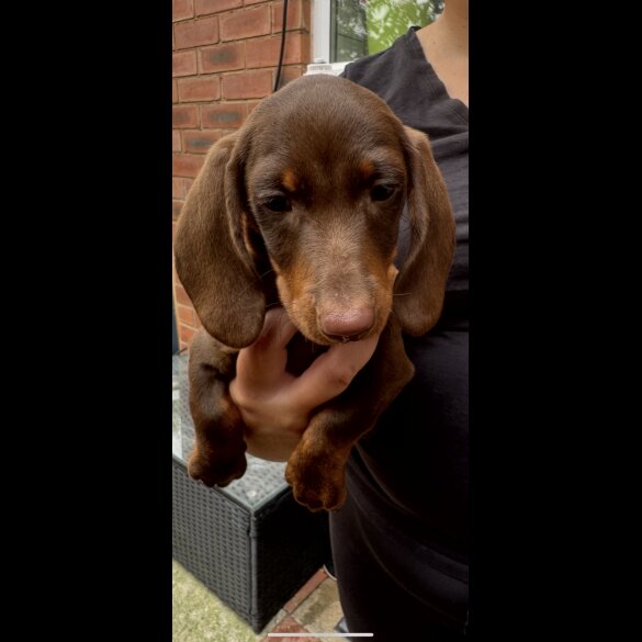 Dachshund (Standard &amp; Miniature) - Both