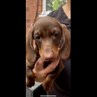 Dachshund (Standard &amp; Miniature) - Both