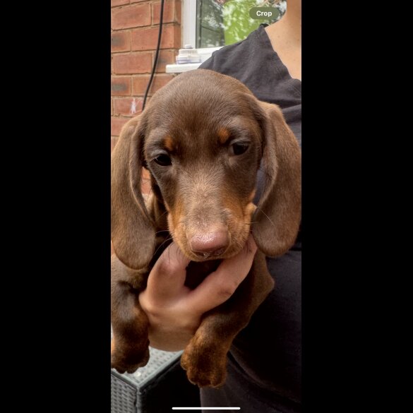 Dachshund (Standard &amp; Miniature) - Both