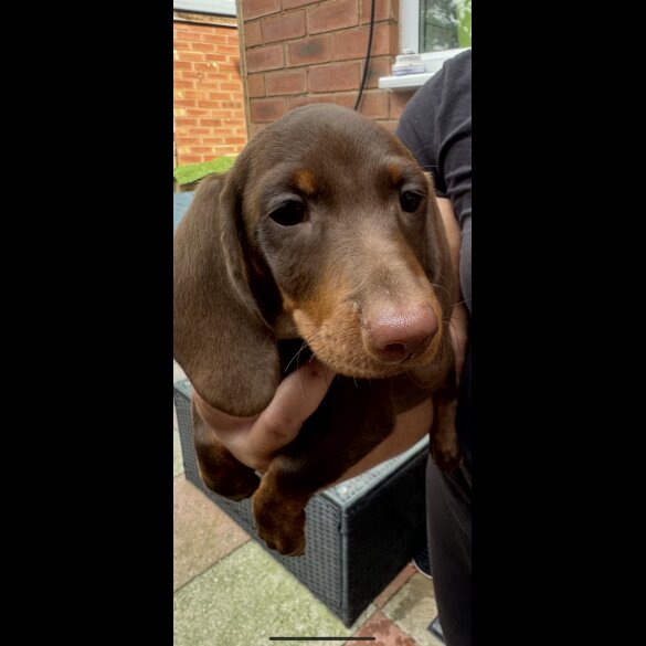 Dachshund (Standard &amp; Miniature) - Both