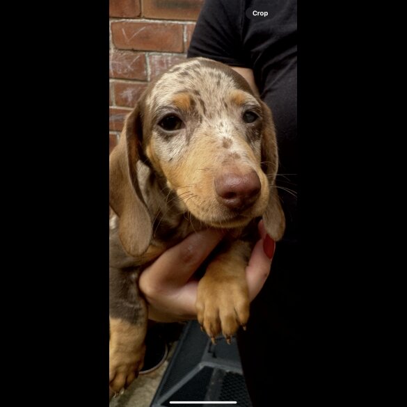 Dachshund (Standard &amp; Miniature) - Both
