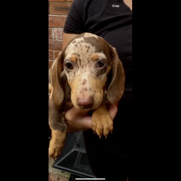 Dachshund (Standard &amp; Miniature) - Both
