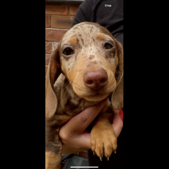 Dachshund (Standard &amp; Miniature) - Both