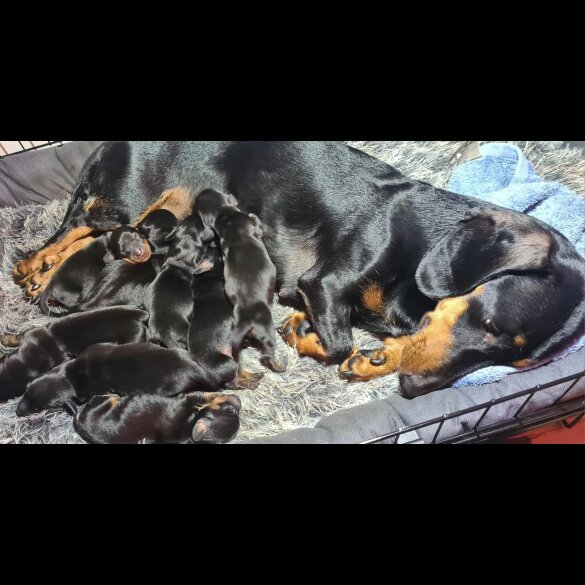 Dachshund (Standard &amp; Miniature) - Both