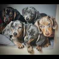 Dachshund (Standard &amp; Miniature) - Both