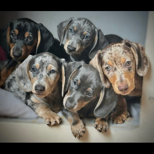 Dachshund (Standard &amp; Miniature) - Both