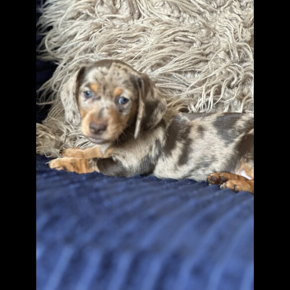 Dachshund (Standard &amp; Miniature) - Both