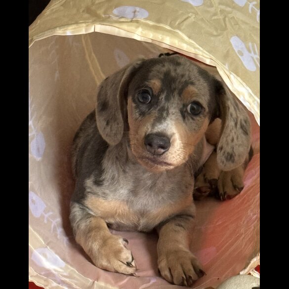 Dachshund (Standard &amp; Miniature) - Both