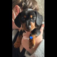 Dachshund (Standard &amp; Miniature) - Both