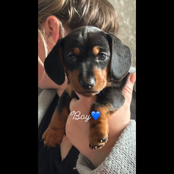 Dachshund (Standard &amp; Miniature) - Both