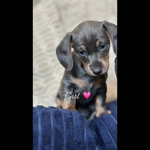 Dachshund (Standard &amp; Miniature) - Both