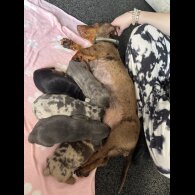 Dachshund (Standard &amp; Miniature) - Both