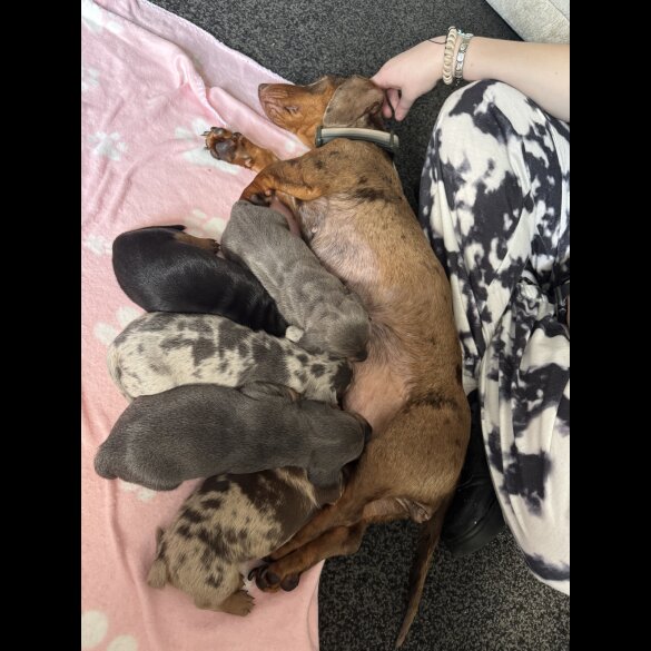 Dachshund (Standard &amp; Miniature) - Both