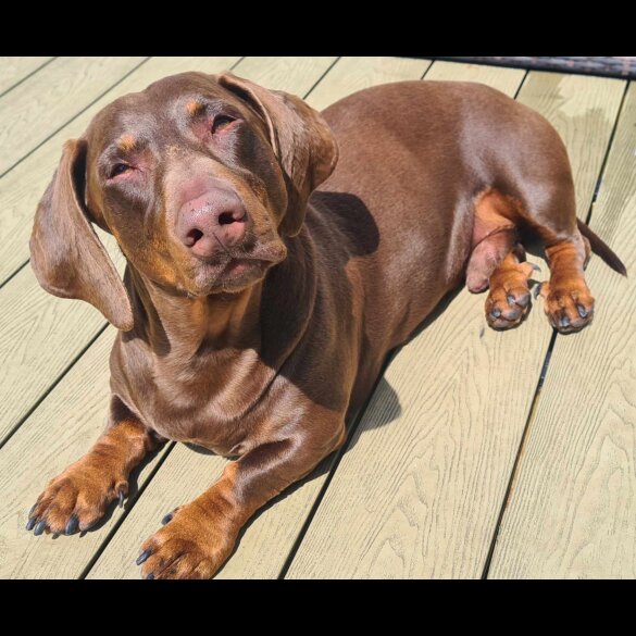 Dachshund (Standard &amp; Miniature) - Both