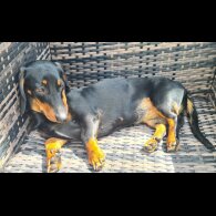 Dachshund (Standard &amp; Miniature) - Both