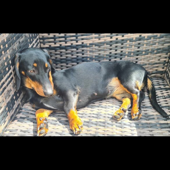 Dachshund (Standard &amp; Miniature) - Both