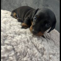 Dachshund (Standard &amp; Miniature) - Both