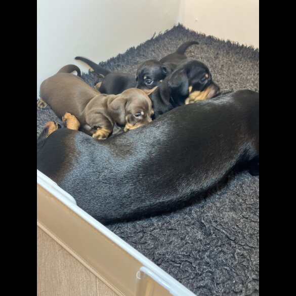 Dachshund (Standard &amp; Miniature) - Both