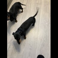 Dachshund (Standard &amp; Miniature) - Both