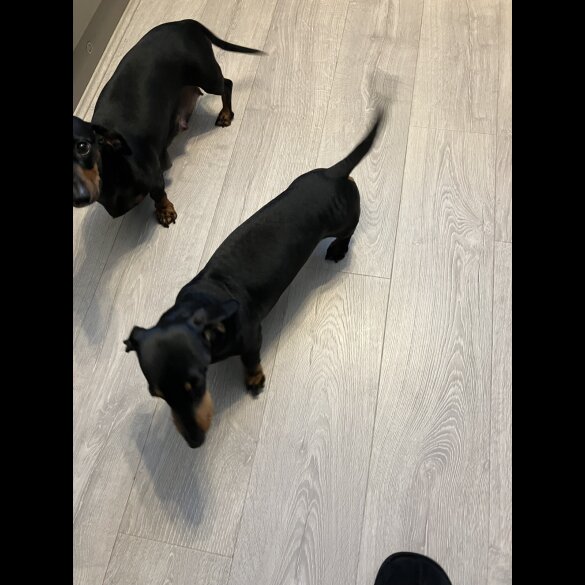 Dachshund (Standard &amp; Miniature) - Both