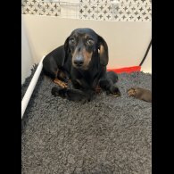 Dachshund (Standard &amp; Miniature) - Both