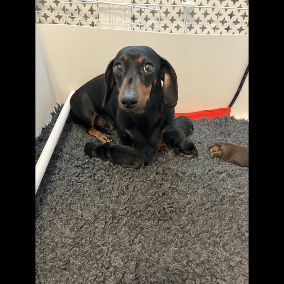 Dachshund (Standard &amp; Miniature) - Both