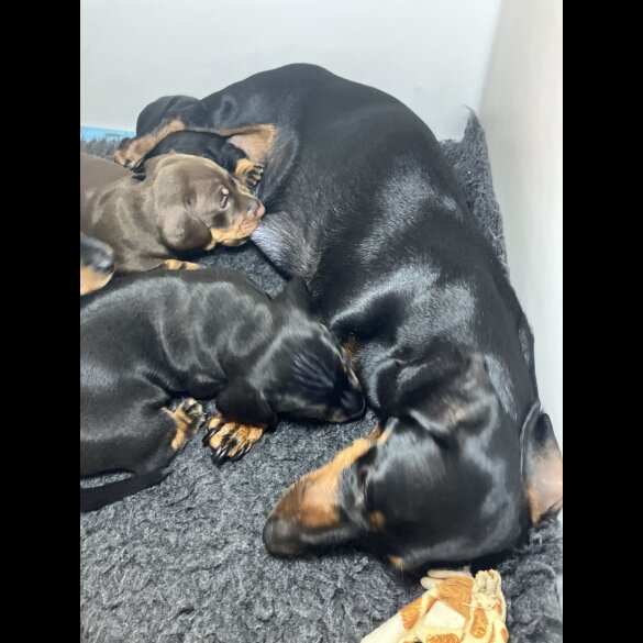 Dachshund (Standard &amp; Miniature) - Both