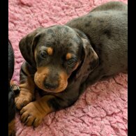 Dachshund (Standard &amp; Miniature) - Both